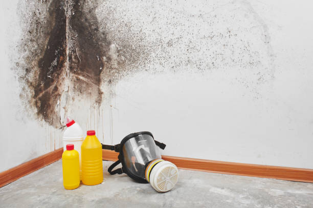 Best Mold Testing and Inspection Services in Summerde, AL
