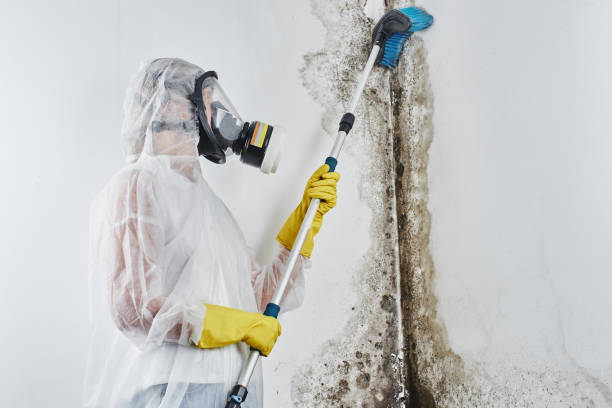 Best Crawl Space Mold Remediation in Summerde, AL