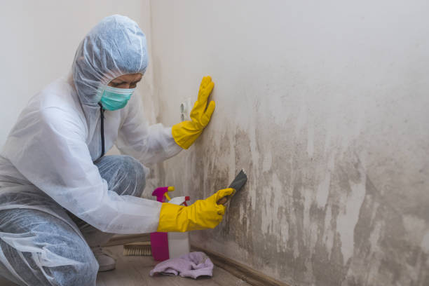 Best Attic Mold Remediation in Summerde, AL