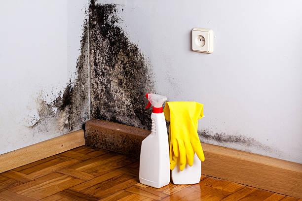 Professional Mold Remediation in Summerdale, AL