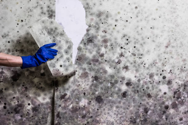 Best Bathroom Mold Remediation in Summerde, AL